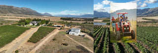 Blue Crane Weine aus Südafrika exklusiv bei valleygrapes - valleygrapes