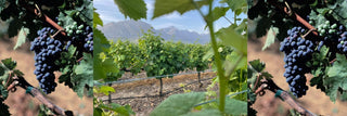 Entdecke edle Cabernet Sauvignon aus Südafrika - valleygrapes