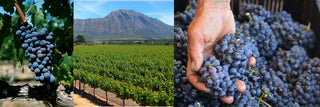 Merlot: südafrikanische Raffinesse in Glas - valleygrapes