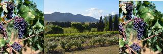 Südafrikanischer Pinotage: die einheimische Rebsorte entdecken - valleygrapes