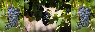 Mourvèdre: komplexe Weine mit Tiefgang - valleygrapes