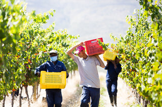 Blue Crane Vineyards - Arbeiter - südafrikanischer Wein | valleygrapes