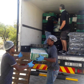 Steinthal - Charity Workers - Tulbagh - südafrikanische Weine | valleygrapes