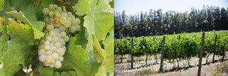 Chenin Blanc: einzigartige Weißweine aus Südafrika - valleygrapes