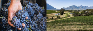 Pinot Noir: elegante und edle südafrikanische Rotweine - valleygrapes