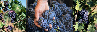 Rotwein aus Südafrika - valleygrapes
