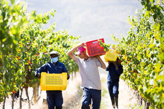 Blue Crane Vineyards  - Arbeiter - südafrikanischer Wein | valleygrapes
